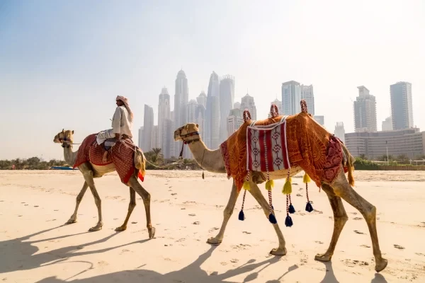 image-with-camels